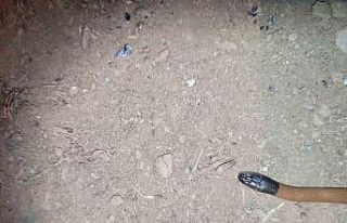 Bitlis’te ilk defa endemik yılan türü bulundu