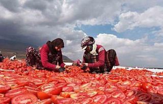 Bitlis’ten İtalya ve Avrupa’ya kurutmalık domates