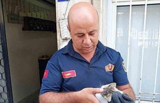 Bodrum havalandırmasına düşen yavru kediyi, itfaiye...
