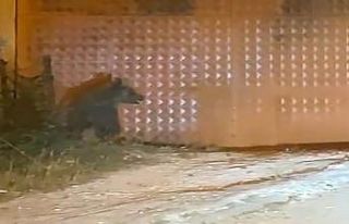 Bolu’da aç kalan ayı evlerin yakınlarına indi