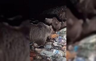 Boz ayılar kış uykusu öncesi besin depoluyor
