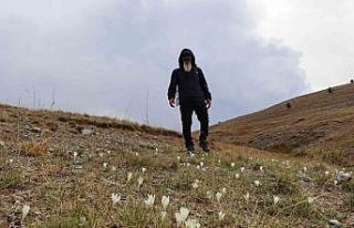 Bu çiçekler yaylalardan ’vargit’ diyor