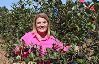 Bu meyvenin faydaları saymakla bitmiyor