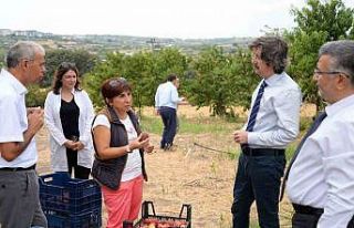 BUÜ’de üretilen 120 şeftali çeşidinin hasadı...