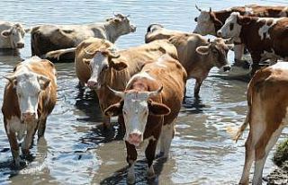 Büyükbaş ve küçükbaş hayvan sayısında azalma...