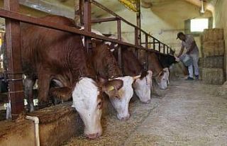 Büyükşehirden besicilere yem ezme makinesi desteği