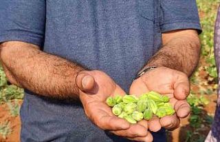 Çal bamyasının tescillenmesi için çalışma başlatıldı