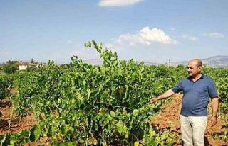 Çal karasında hasat devam ediyor