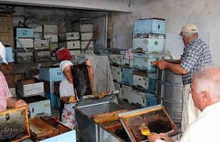 Çam balında rekolte beklentisi 14-15 bin ton