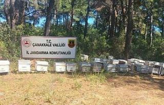 Çanakkale’de arı kovanı hırsızlığı