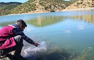Çankırı’daki 26 gölete 562 bin yavru sazan balığı...