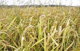 Çeltik biçim ve kurutma bedelleri belirlendi