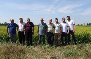 Çeltik üreticileri açıklanacak fiyatları bekliyor