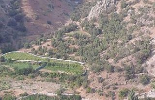 Çeltik üreticilerinden yaban domuzları için brandalı...