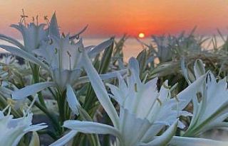 Cezası 244 bin TL: Çiçek açan kum zambaklarını...