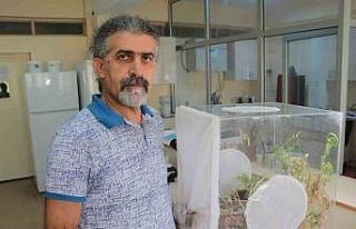 Çiftçinin kabusu ‘Tuta’ya karşı doğal düşman:...