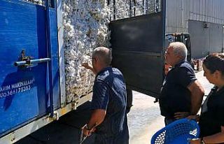 Çiftçinin sigortası Söke TARİŞ’e ilk pamuk...