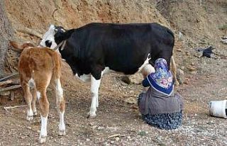 Çiğ süt destek ödemeleri çiftçilerin hesaplarına...