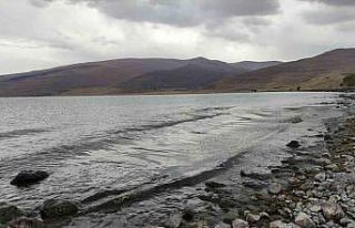 Çıldır Gölü yeşile büründü