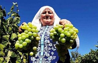 Coğrafi işaretli Çavuş Üzümü’nde hasat dönemi...