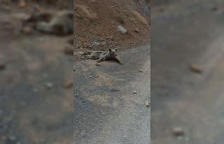 Dağdan düşerek yaralanan ayının durumu yürekleri...