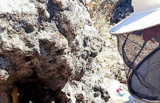Dedesinden öğrendiği yöntemle balı ’taş’tan...