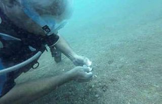 Denize atılan kahve ambalajını yuva yapan ahtapot...