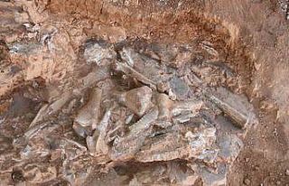 Denizli’de 9 milyon yıl öncesine ait oklu kirpi...