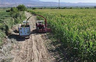 Denizli’de silajlık mısır hasadı sürüyor