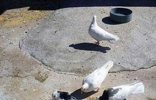 Denizli’nin dolapçı güvercinleri mesafe tanımıyor