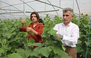 Derecik’te seracılık yaygınlaşıyor