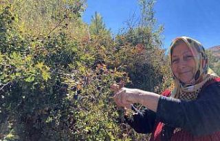 Dikenli dallara aldırış etmeden şeker hastası...