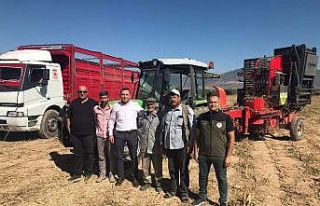 Dinar’da pancar hasadı başladı