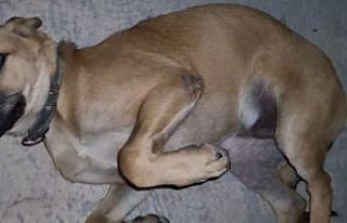 Dışarıda bırakılan balık iğnesi ağzına batan...