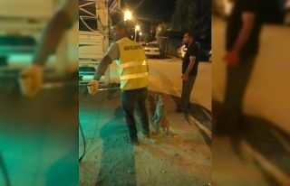 Diyarbakır’da uyuz belirtisi gösteren 14 sokak...