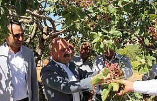 Dolunun vurduğu fıstık bahçelerinde hasat başladı