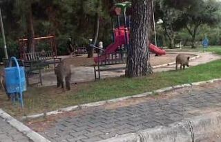 Domuzlardan tedirgin olan site sakini: “Kendimizi...