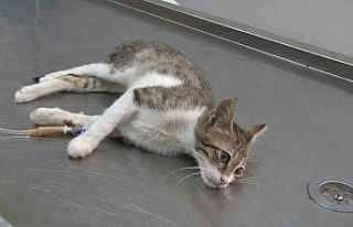 Dünyada gittikçe yaygınlaşıyor, ölümcül hastalıkların...