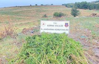 Edirne’de ayçiçeği tarlasında 450 kök kenevir...