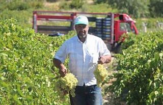 Elazığ’da 120 bin dönümde üzüm hasadı başladı