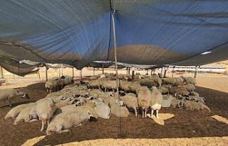 Elazığ’da çiftçiler 40 bin lira maaşa çoban...