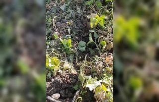 Elazığ’da domuzların talanı bitmiyor: Sebze...
