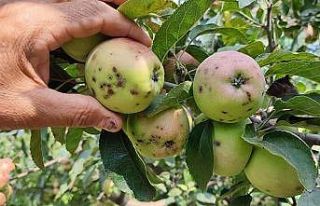 Elma üreticilerinin başı ‘kara leke’ ile dertte