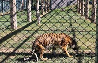 Engelli kaplana şefkat eli