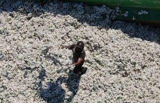 Enkaz kentin bereketli topraklarında ’beyaz altın’...