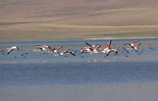 Erçek Gölü flamingoların gözde mekanı haline...