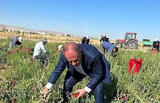 Ereğli Belediyesi salçalık biber dağıttı