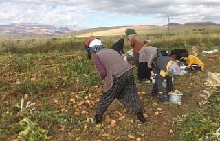 Erzincan’da patates hasadı başladı