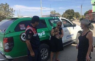 Evcil hayvanları tatil bölgesinde bırakanları...