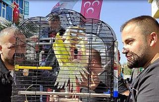 Evden kaçan sultan papağanını bulmak için bir...